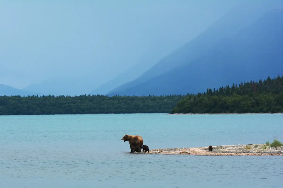 What Saved a Hunter Mauled by a Brown Bear Near Deadhorse This Month