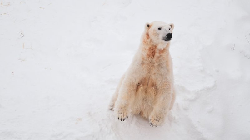 7 Best Arctic Wildlife Viewing Spots