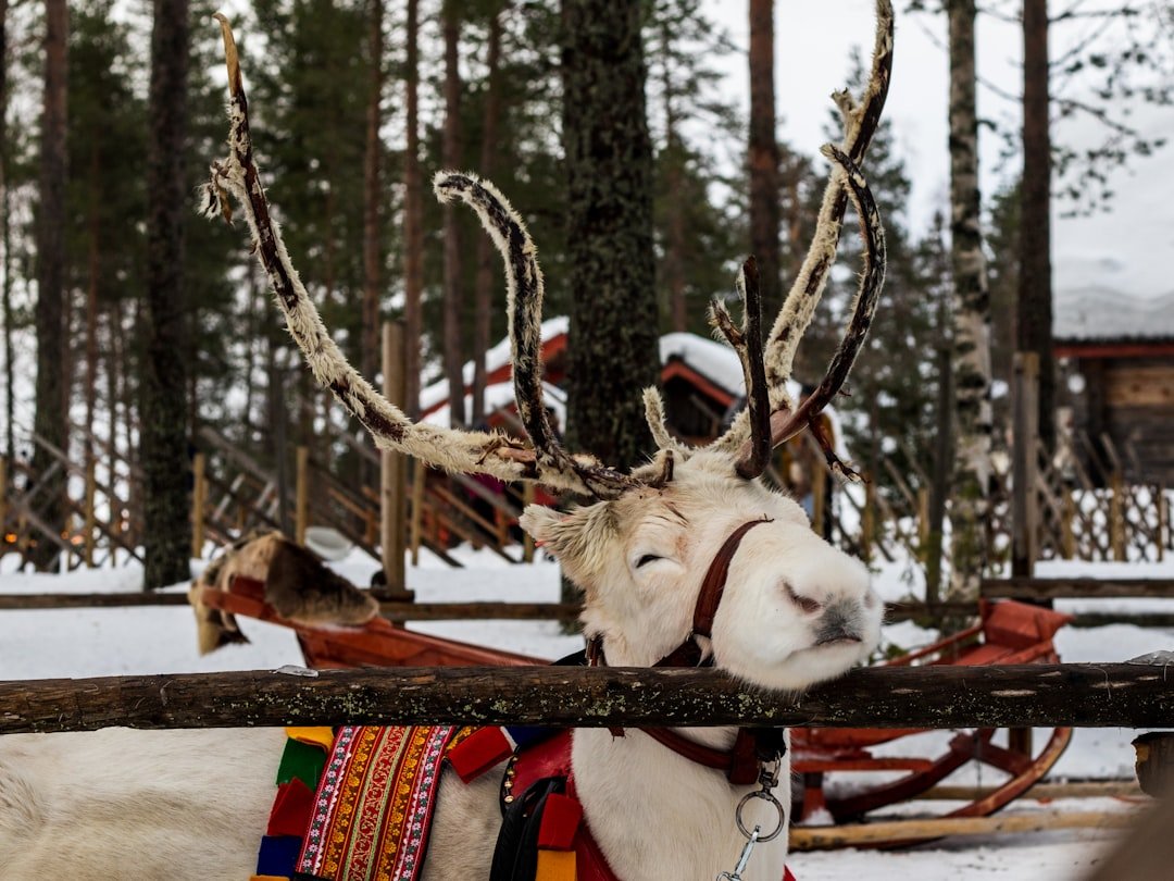 Traditional Sami shaman drum with painted symbols and reindeer hide surface